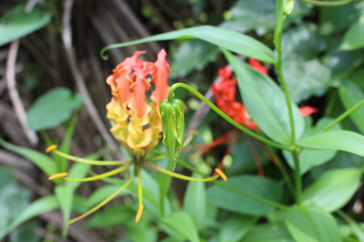 Gloriosa